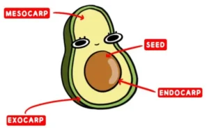 Anatomy of Avocado - Is avocado a fruit or vegetable?