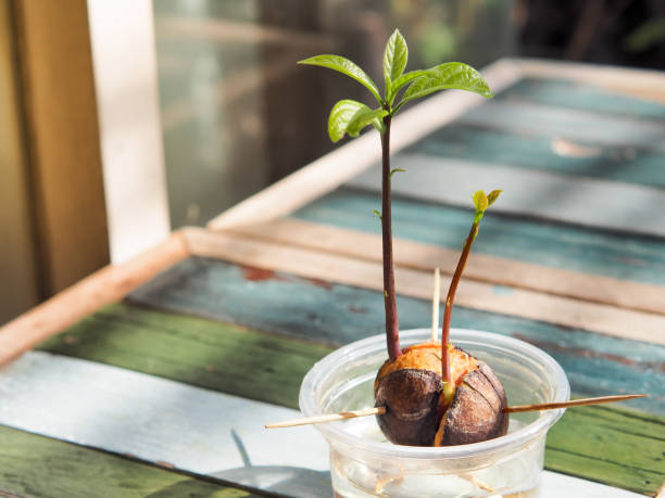 Grow an Avocado Tree from Seed