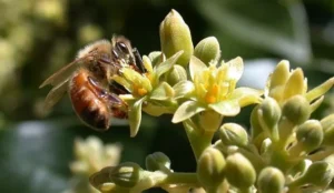 Avocado Pollination