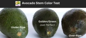 How to tell if an avocado is ripe - Avocado Stem Color test