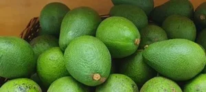 Fuerte Avocado