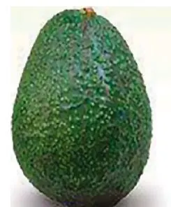 Raw Avocado or Under-ripe Avocado