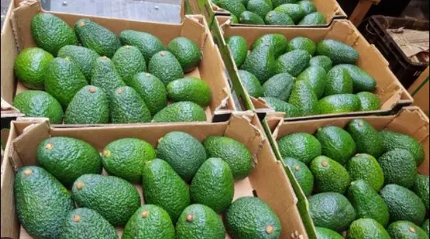 Types Of Avocados and their origin