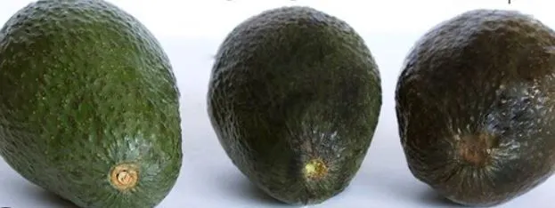 How To Tell If An Avocado Is Ripe & Ready-To-Buy