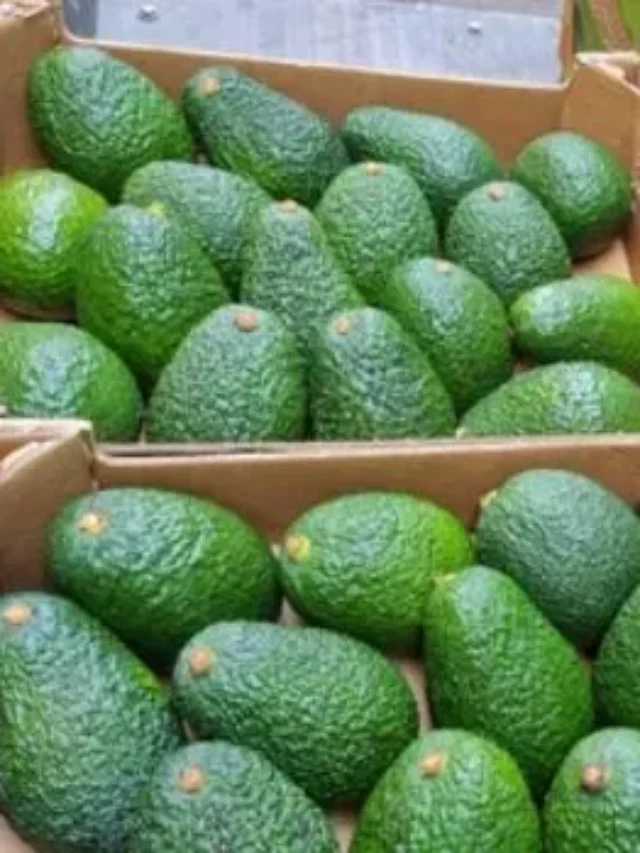 Types Of Avocados and their origin